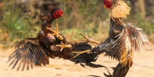 đá gà trực tiếp